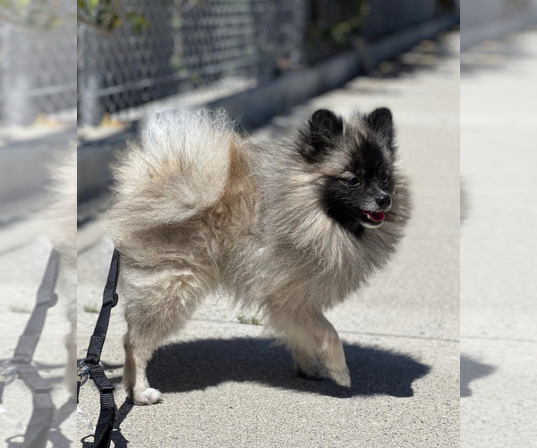 Medium Photo #1 Pomeranian Puppy For Sale in VENICE, CA, USA