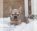Small #2 French Bulldog
