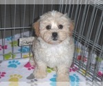 Small Photo #8 ShihPoo Puppy For Sale in ORO VALLEY, AZ, USA