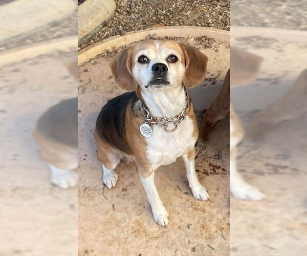 Medium Photo #1 Beagle Puppy For Sale in Foristell, MO, USA