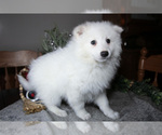 Small #2 Miniature American Eskimo