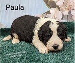 Small Photo #6 Sheepadoodle Puppy For Sale in SEAMAN, OH, USA