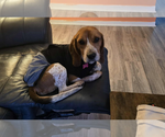 Small #1 Beagle