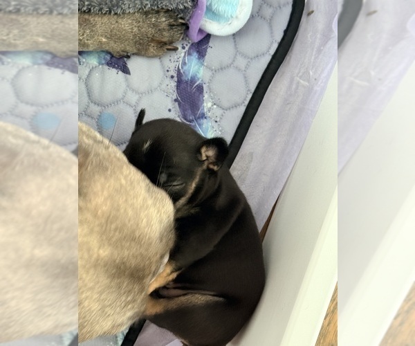 Medium Photo #3 French Bulldog Puppy For Sale in WESLEY CHAPEL, FL, USA