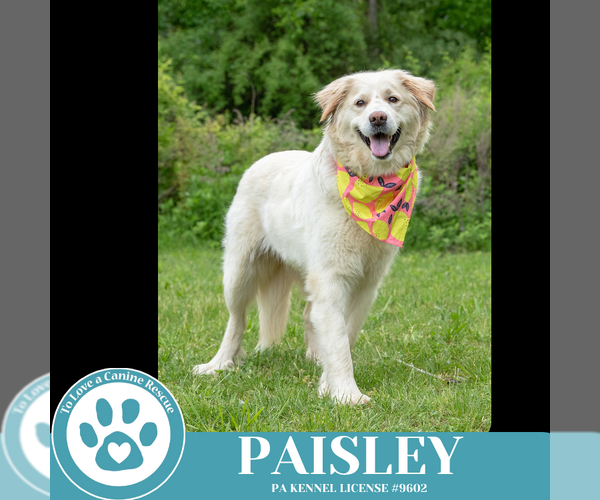 Medium Photo #9 Golden Pyrenees Puppy For Sale in Kimberton, PA, USA