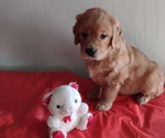 Puppy Puppy 3  Rosie Golden Retriever