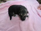 Small Photo #6 German Shepherd Dog Puppy For Sale in MACON, MO, USA