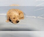 Small #5 Golden Retriever
