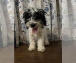 Small #31 Cavapoo-Poodle (Miniature) Mix