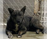 Small #1 Mutt