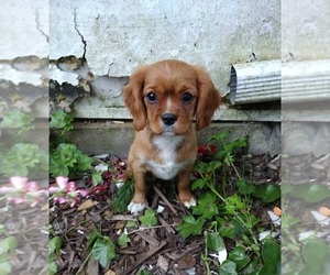 Cavalier King Charles Spaniel Puppy for sale in MORAVIA, NY, USA