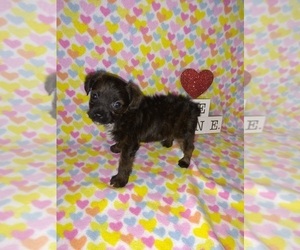 YorkiePoo-Yorkshire Terrier Mix Puppy for sale in LAPEER, MI, USA