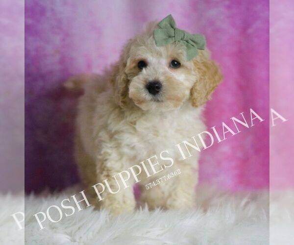 Medium Photo #19 Maltipoo (Miniature) Puppy For Sale in WARSAW, IN, USA