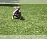 Puppy Puppy 4 yellow American Bully