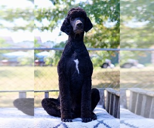 Poodle (Standard) Puppy for sale in ADAMSVILLE, TN, USA