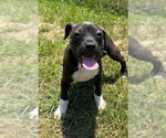 Small #2 Bulldog-Labrador Retriever Mix