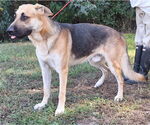 Small #3 German Shepherd Dog Mix