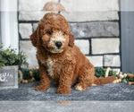Puppy Blitz Goldendoodle (Miniature)