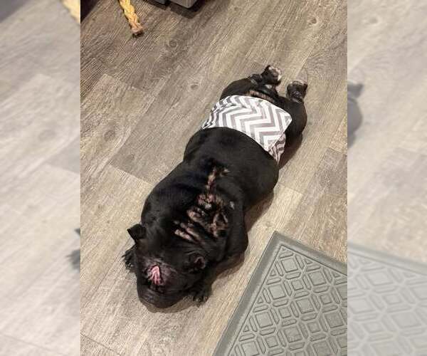 Medium Photo #1 Bulldog Puppy For Sale in Evansville, IN, USA