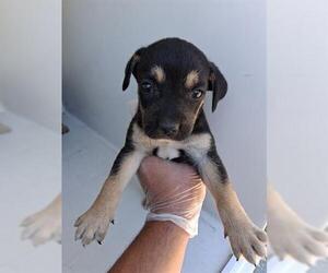Doberman Pinscher-German Shepherd Dog Mix Dogs for adoption in Houston, TX, USA