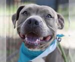 Small American Staffordshire Terrier