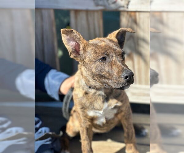 Medium Photo #4 Mutt Puppy For Sale in Elmsford, NY, USA