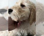 Small Photo #6 Goldendoodle Puppy For Sale in SAINT LOUIS, MO, USA