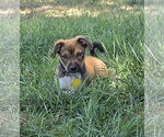 Small #8 Australian Shepherd Mix