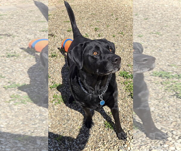 Medium Photo #4 Labrador Retriever Puppy For Sale in Estherville, IA, USA