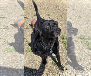 Buckey - Male Labrador Retriever Dog for Adoption - Photo #4