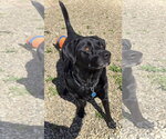 Small #3 Labrador Retriever
