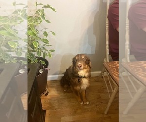 Mother of the Australian Shepherd puppies born on 04/24/2026