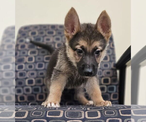 Medium Photo #2 German Shepherd Dog-Unknown Mix Puppy For Sale in McKinney, TX, USA