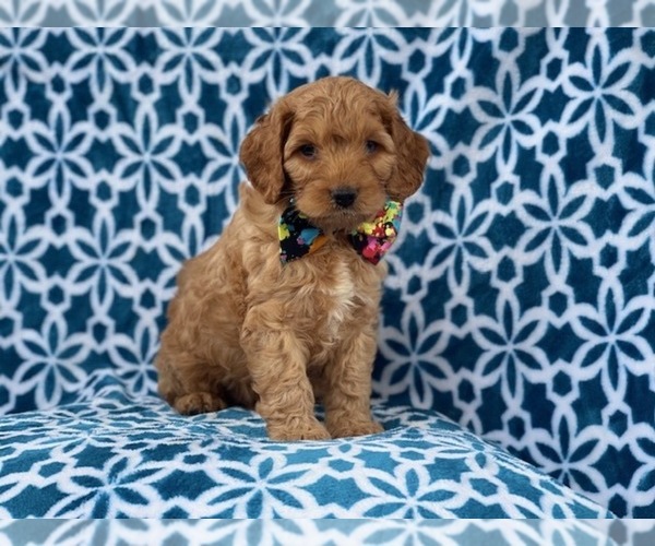 Medium Photo #9 Cocker Spaniel-Poodle (Miniature) Mix Puppy For Sale in LAKELAND, FL, USA