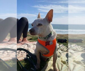 Chihuahua-Unknown Mix Dogs for adoption in San Diego, CA, USA