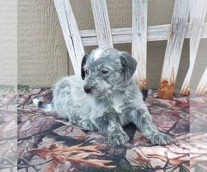 Australian Cattle Dog-Poodle (Standard) Mix Puppy for sale in CANAJOHARIE, NY, USA