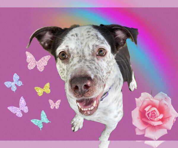 Medium Photo #24 Mutt Puppy For Sale in Pompano Beach , FL, USA