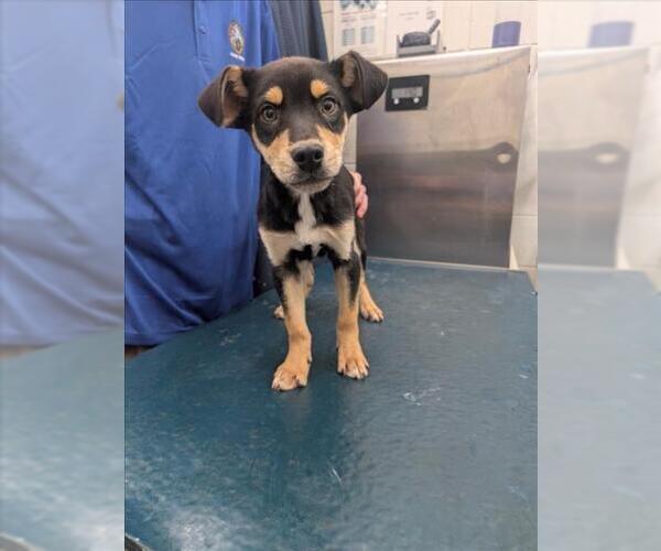 Medium Photo #1 Labrador Retriever-Unknown Mix Puppy For Sale in Mobile, AL, USA