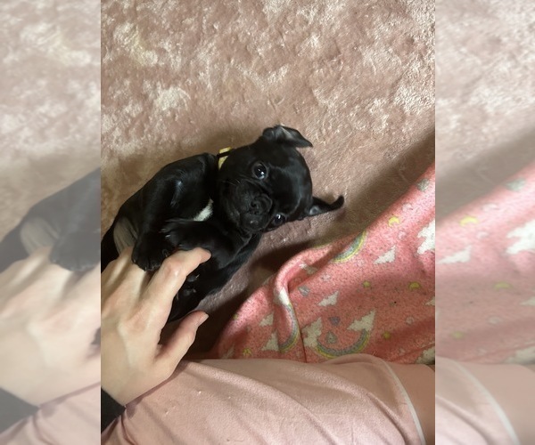 Medium Photo #9 Frenchie Pug Puppy For Sale in BLOOMINGTON, IL, USA