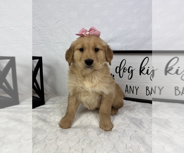Medium Photo #4 Golden Retriever Puppy For Sale in GREENFIELD, IN, USA