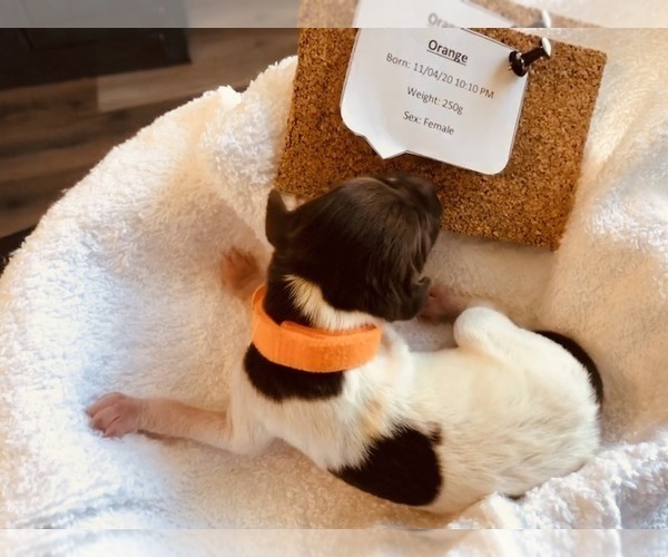 Medium Photo #3 German Shorthaired Pointer Puppy For Sale in CHEYENNE, WY, USA
