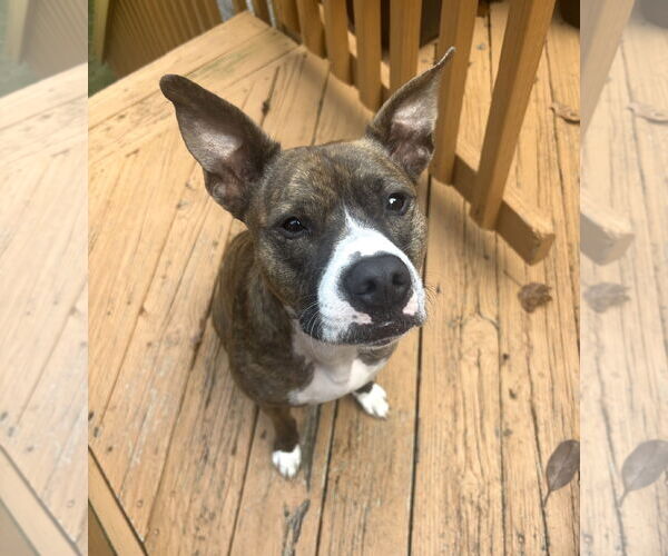 Medium Photo #9 Mutt Puppy For Sale in Rockville, MD, USA