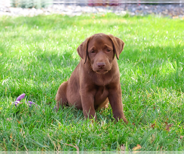 Medium Photo #11 Labrador Retriever Puppy For Sale in SYRACUSE, IN, USA