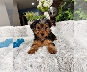 Medium Yorkshire Terrier