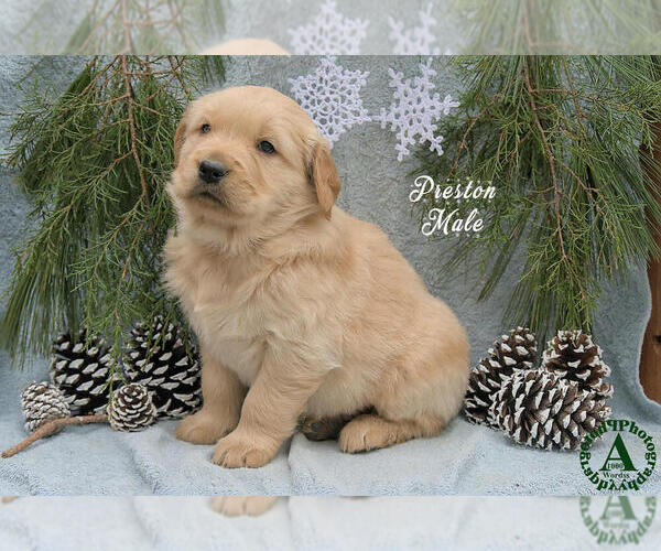 Medium Photo #2 Golden Retriever Puppy For Sale in HARRISONBURG, VA, USA