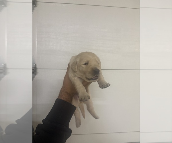 Medium Photo #1 English Cream Golden Retriever Puppy For Sale in RIVERSIDE, CA, USA