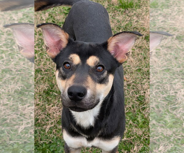 Medium Photo #1 German Shepherd Dog-Unknown Mix Puppy For Sale in Oakhurst, NJ, USA