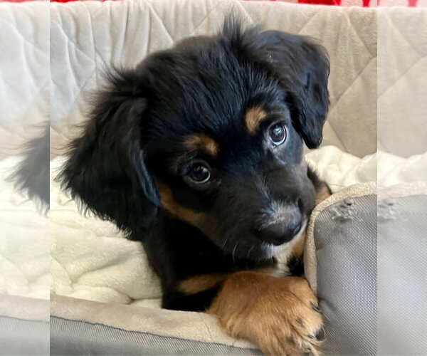 Medium Photo #4 Colonial Cocker Spaniel-Unknown Mix Puppy For Sale in Agoura Hills, CA, USA