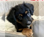 Small #3 Colonial Cocker Spaniel Mix