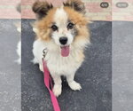 Small #1 Pomeranian Mix